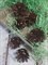Шишки сосновые с южного берега Белого моря 6 шт, 3-6 см - фото 7903